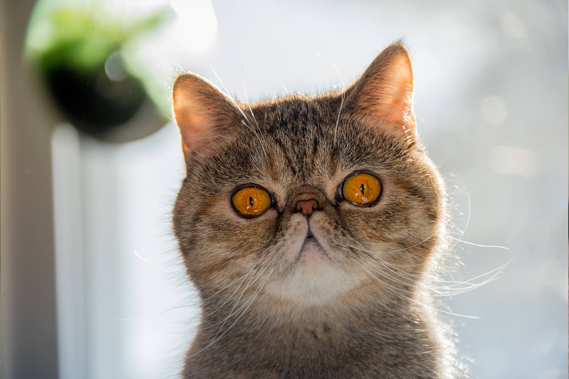 Exotic Shorthair Kedi Irkı Özellikleri Ve Bakımı 